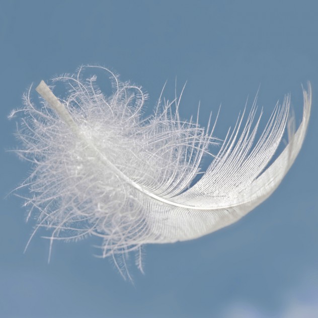 Le lien de la plume